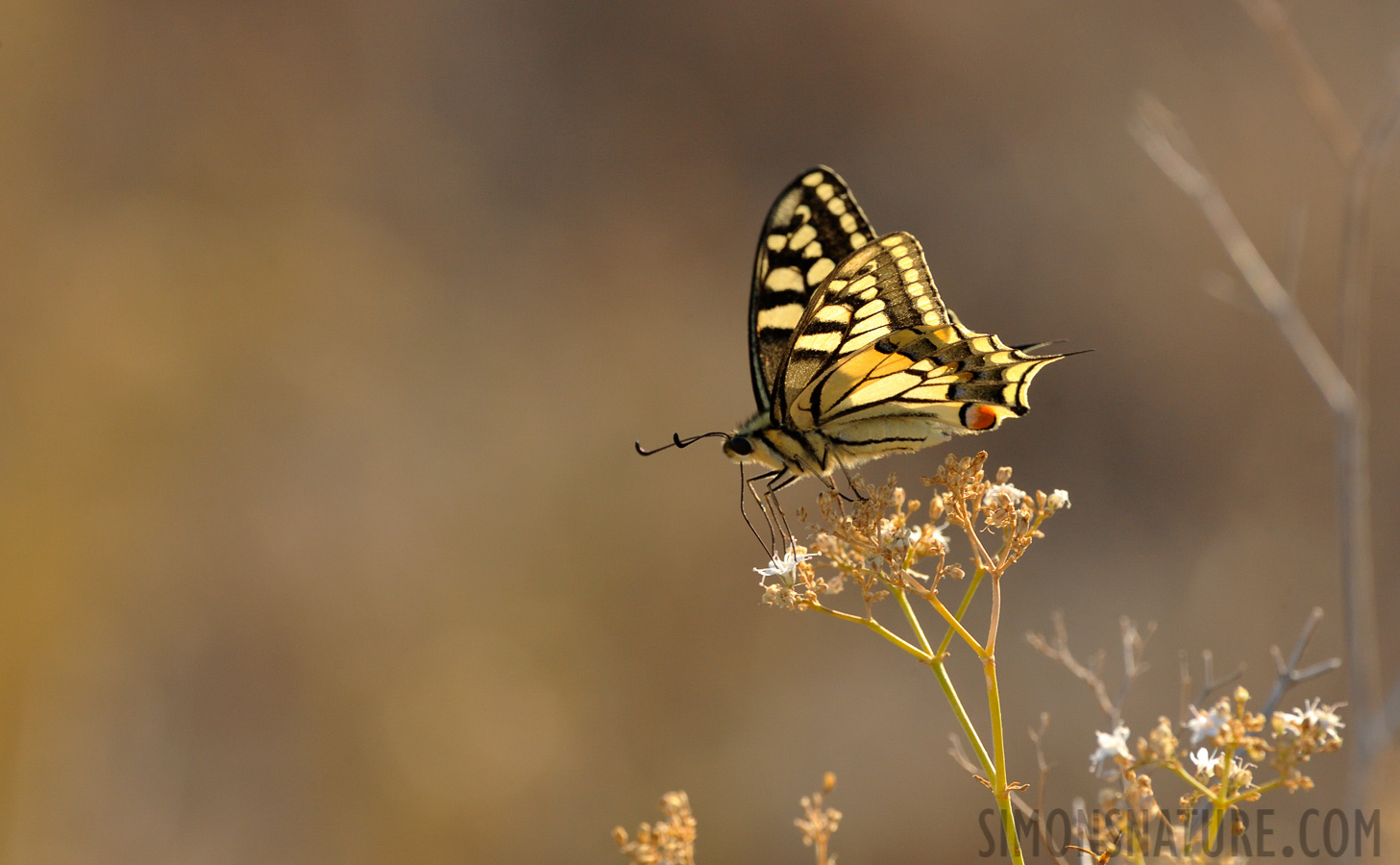 Papilio machaon [550 mm, 1/500 sec at f / 11, ISO 1600]